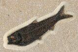 Green River Fossil Fish Mural with Giant Phareodus #295644-9